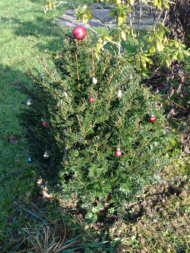 Baum geschmückt